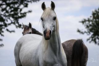 Beistellpferd Wunderschöne Vollblutaraber Stute - keine Zucht