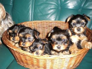 Süße Yorkshire-Terrier Welpen zu verkaufen.