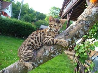 Wunderschöne Bengalkitten suchen noch Zuhause