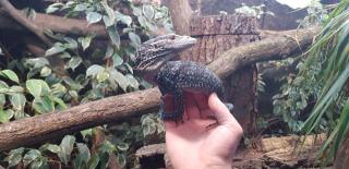 Varanus macraei DNZ