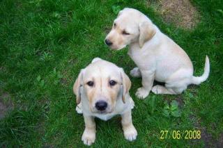 BLONDE LABRADOR WELPEN IN COTTBUS SOFORT ABZUG. 350Euro