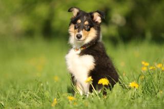 Colliewelpe, 14 Wochen alt