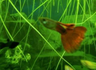 Koi Guppys Aquarium Zierfische Männchen Weibchen Pärchen rot