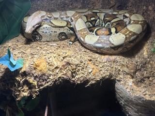 Boa Constrictor Abgottschlange evtl Mix