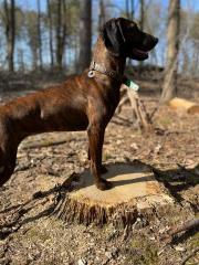 Bayerische gebirgsschweiss hund x Hannoveraanse schweisshund