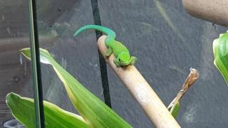 Phelsuma pasteuri Taggeckos