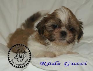 Gucci süßer kleiner Shih Tzu Rüde mit Pap.