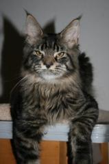 Mainecoonkater