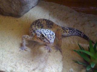 PLZ 65936 5 Adulte Leopardgeckos / 1 Super Hypo / 4 Wildtyp