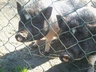 2 Handzahme Hängebauchschweine abzugeben