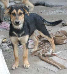 Mixwelpe abzugeben Rottweiler-Husky