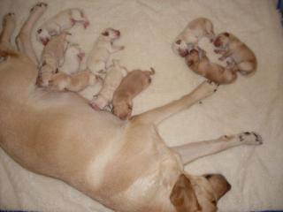 Labradorwelpen, blond in 8 Wochen abzugeben, gesund und bildhübsch, FP 390, - Eu