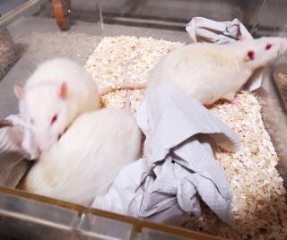 Süße Albino Ratten zu vergeben