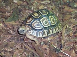 Pantherschildkröte Stigmochelys Geochelone pardalis