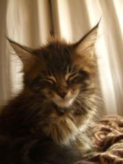 Zuckersüßes Maine Coon Kitten Mädchen