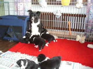 Border-Collie Welpen FCI