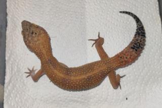 Leopardgeckos