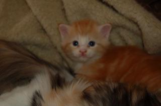 Maine Coon Kitten ab Anfang September