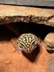 Leopardgecko-Männchen