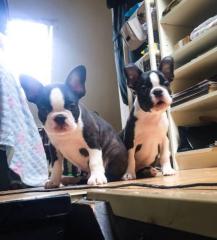 Boston Terrier Welpen mit Stammbaum