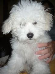 Ich suche ein gutes Zuhause für einen Bichon Havanese Rüden aus Ungarn