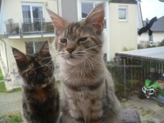 2 hübsche Maine Coon Mädels suchen noch ein Liebevolles Zuhause