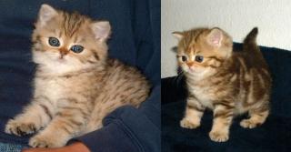 Wunderschoene Exotic Shorthair Kitten abzugeben