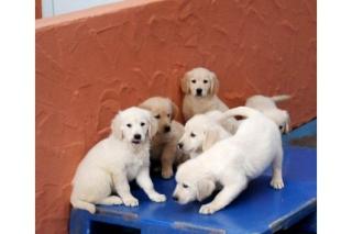 Golden Retriever Welpen mit Papieren zu verkaufen