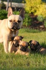 Zwinger bietet Französische Bulldogge Welpen mit PP