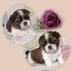 Shih Tzu Welpen in Schoko und Gold