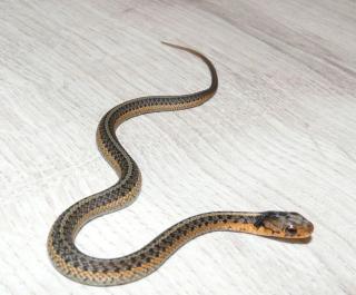 Thamnophis sirtalis sirtalis flame het melanistisch