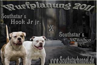 South Star Kennel American Bulldogs