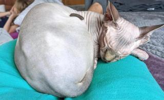 Sphynx Baby sucht ein schönes Zuhause