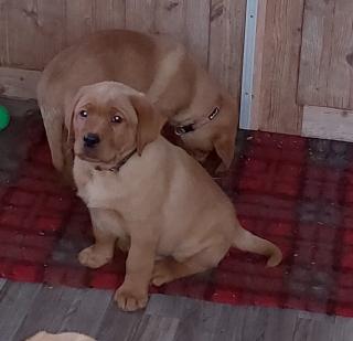 Labrador Welpen foxred