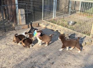 Miniature Australian Schepherd Welpen Mini Aussie