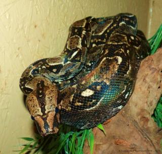 1, 0 Boa constrictor imperator, Kaiserboa, MEXIKO Zwergboa, NZ 2021