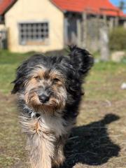 Lebensfroher Briard Mix sucht liebevolles Zuhause mit Garten