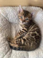 Wunderschöne Bengalkitten