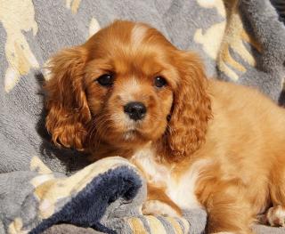 Reinrassige Cavalier King Charles Welpen