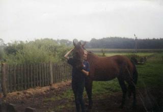 Zwangsverkauf einer Holsteiner- Warmblut Stute