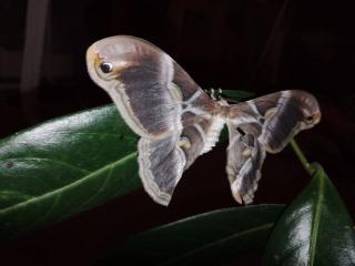 Samia ricini Ei Raupe Götterbaumspinner Schmetterling Nachtfalter