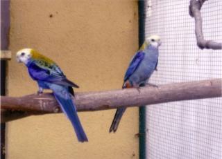 1, 1 Blauwangenrosella