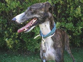 Rasty ein toller Galgo sucht zu hause mit Garten