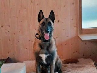 Malinois Rocky sucht dringend Kein Anfänger Hund