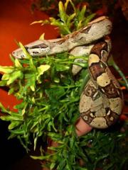 Boa Constrictor imperator Costa Rica