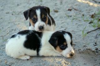 Jack Russell Welpen vom Osterbusch