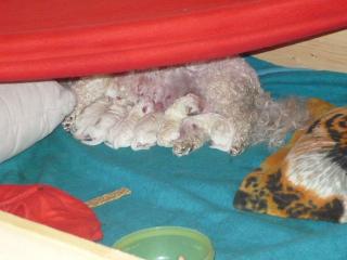 . Bichon Frise Welpen mit Papiere geb. 01. 07