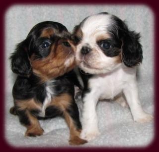 English Toy Spaniel