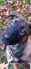 Malinois Welpe Hündin 15 Woche Belgische Schäferhündin Hund