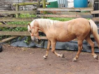 Reitbeteiligung auf tollen Ponys